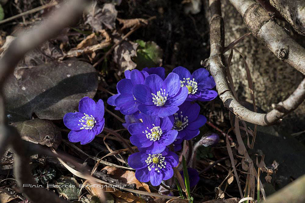 Hepatica Nobilis